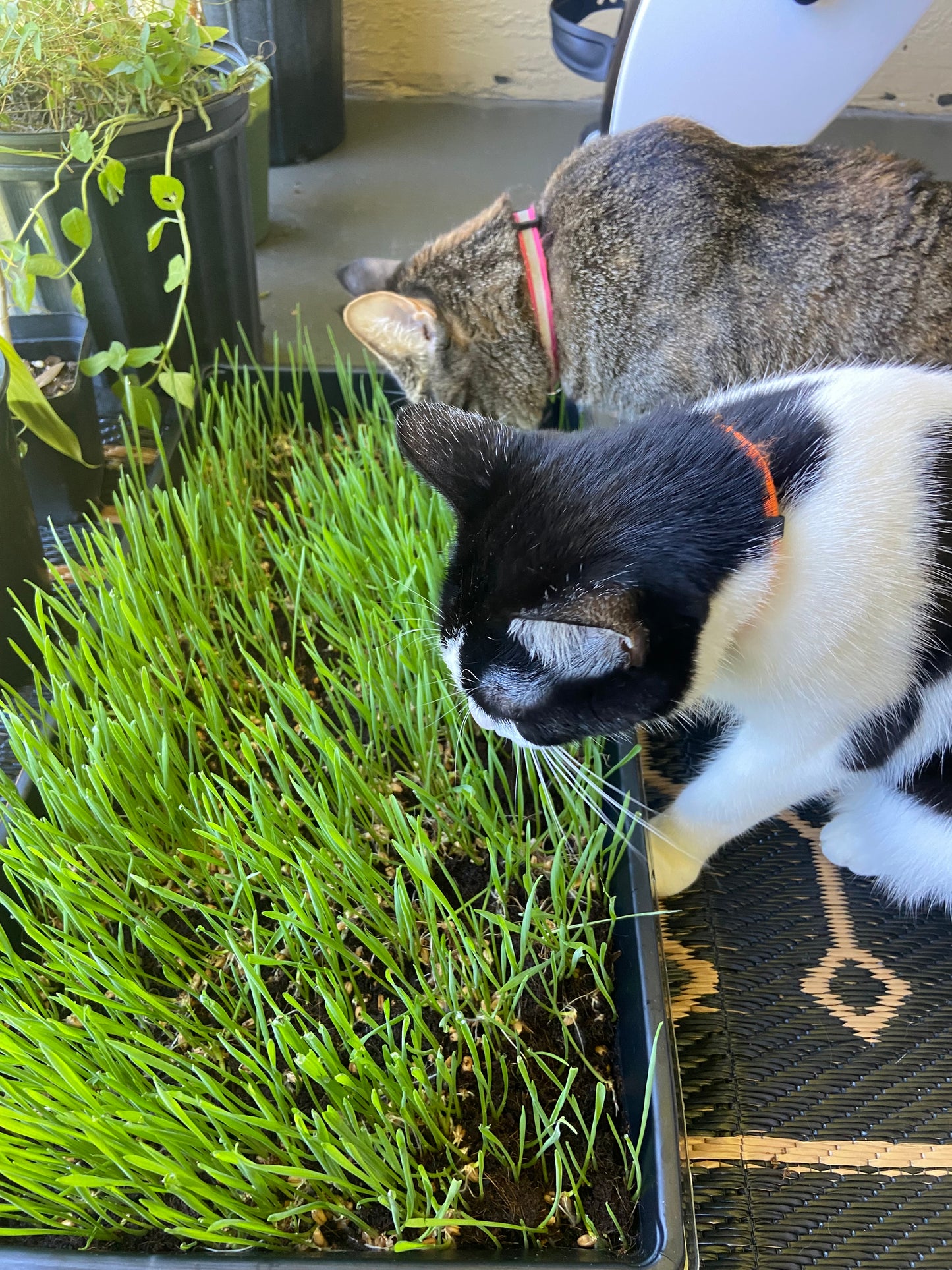 Purrfect Greens | 1 mo. Supply